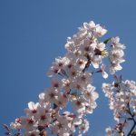 ameblo 今週の著作権フリー無料画像（4月22日）Weekly Free stock Photos
